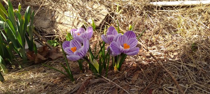 Spring? Spring?