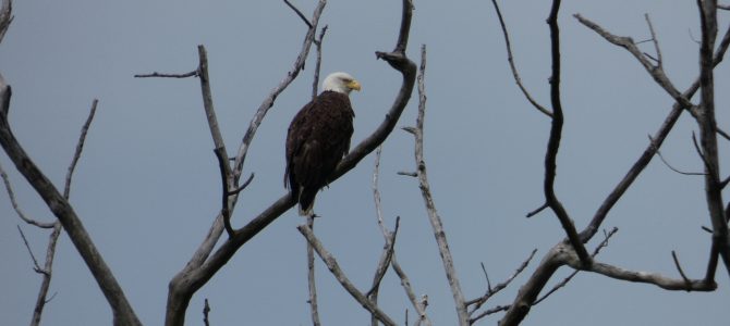 Wildlife at the southern end of Lake Champlain